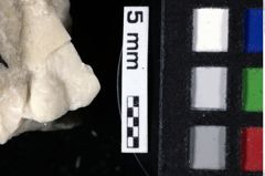 Foto (Detailansicht) von Cracensigillatus acutirostrus (Moericke, 1889) (NHMW-GEO-1990-0041-0166)